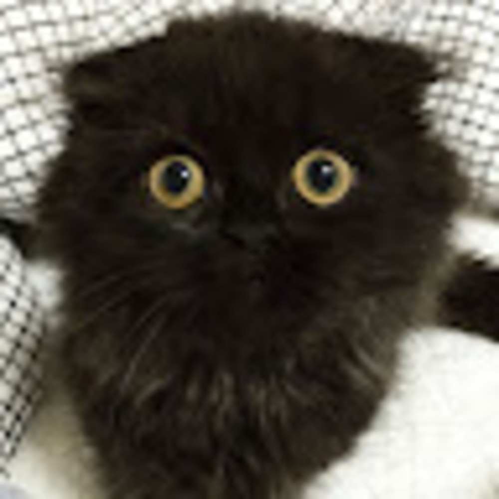 Meet your Posher, Soot